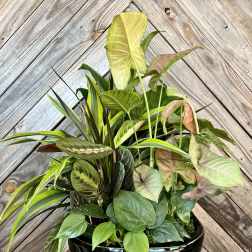Mixed tropical houseplants arranged in a black ceramic planter