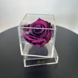 Petit Forever Boîte (Dark Magenta)