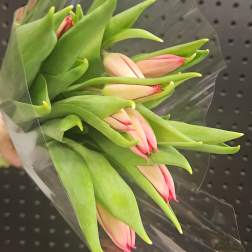 Tulip Tuesday
