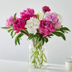 Pink and white peonies in a clear glass vase
