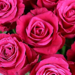 Close-up of bright pink roses clustered together