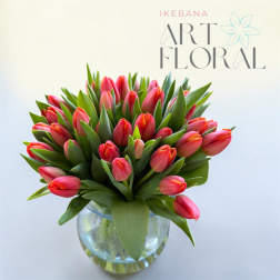 Blush Coral Tulip