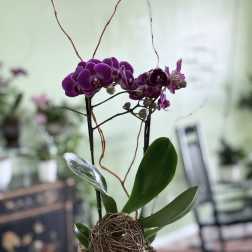 Purple orchid plant in a black striped pot with a decorative twig sphere