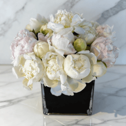 The Purest Peony