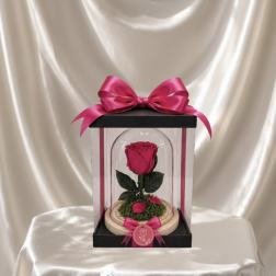 Pretty Bloom Preserved Fuhsia Rose (Height: 6.69 ")