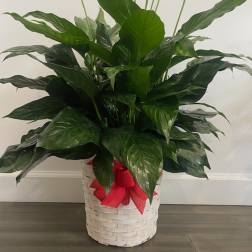 White peace lilies in a basket with a red ribbon