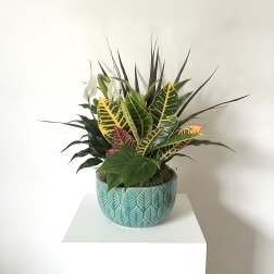 Ceramic Dish Garden (Dracaena, Peace Lily, Dieffenbachia)