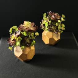 Faux Succulent Duo