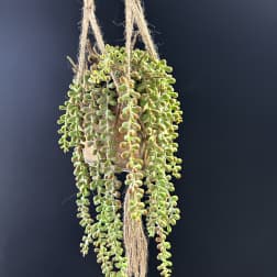 Faux String of Pearls