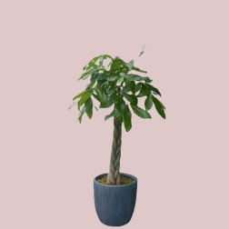 Money Tree 14 inch pot