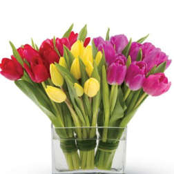 Tulip Symphony