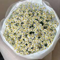 Camomile cloud