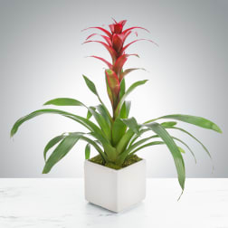 Tropical Bromeliad Plant