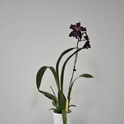 Howard's Dream Orchid
