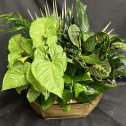 Assorted green foliage plants arranged in a low brown planter