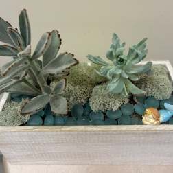 Under The Sea Succulent Garden