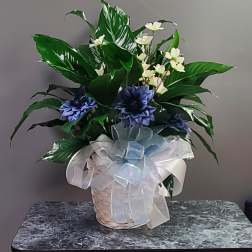 Peace Lilly Dressed Up