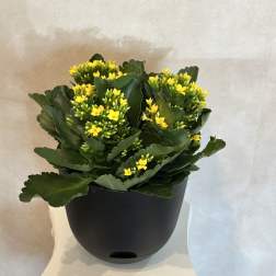 Kalanchoe Plant