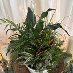 8" Dish Garden