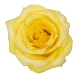 Single yellow rose bloom on a white background