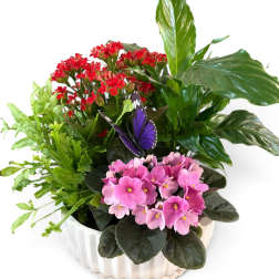 Potted arrangement of pink and red flowers with a purple butterfly decoration