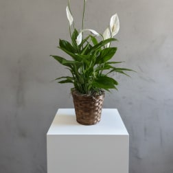 Small Peace Lily (Spathiphyllum)