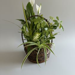 Large Dish Garden