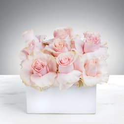Marshmallow Dreams By BloomNation™