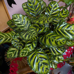 house plants