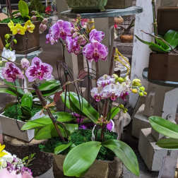 Live orchids