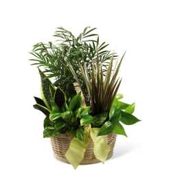 The Classic Dish Garden