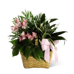 The FTD Living Spirit Dishgarden