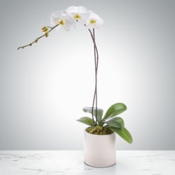 White phalaenopsis orchid plant with arching stem in a simple white ceramic pot on a light surface