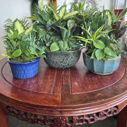 Ceramic Dish Gardens