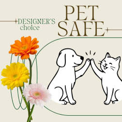 Gerbera daisies beside a dog and cat high-five graphic with "PET SAFE" text