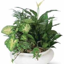 Dish Garden