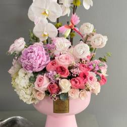Orchid Elegance