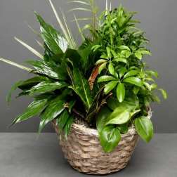 Dish Garden 10inch