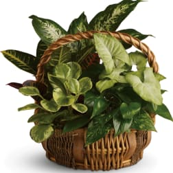 Emerald Garden Basket