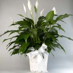 White peace lilies in a white basket with a ribbon