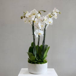 Lux Orchid Plants