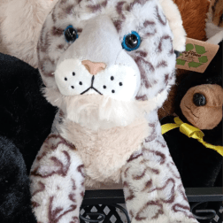 Blue Eyed Leopard