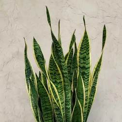 Snake plant in a gray pot