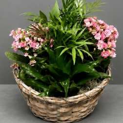 Dish Garden with Blooms - 10inch