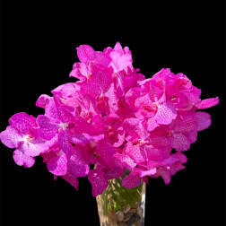 Queen Mom Vanda