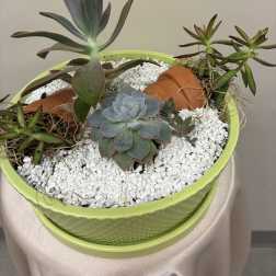 Zen Succulent Garden