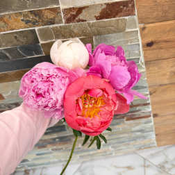 Peonies, Assorted colors, Limited Availability