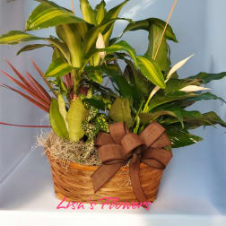 Basket arrangement of tropical plants with a brown ribbon bow