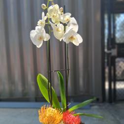 Courtland Street Corporate