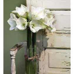 Lovely Amaryllis